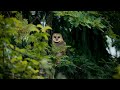 Maplewood Flats Sony FX30 Nature Film #northvancouver #sonyfx30 #birds #forest #4k #owl #sigmalens