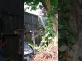 Squirrel gets drunk on fermented fruit at our old garden