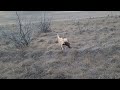 pheasant hunting