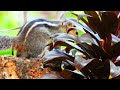 Indian Palm Squirrel Sounds | Palm Squirrel Squeaking song