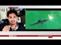 Has a Great White shark newborn been filmed for the first time? | BBC News