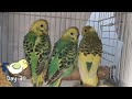 Watch 5 Baby Budgies Growing Day by Day