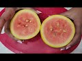 LetPot Max vs Aerogarden Bounty Elite | Golden Midget Watermelon | Hydroponics | Gardening