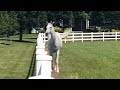 Beautiful Gray Horse Walking In Pasture