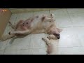 Mother Dog Tests the Patience of the Her Children