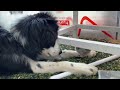 병아리랑 강아지가 친구가 되는 과정(how my dog became friends with little chick)