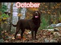 Your month your dog 🐶