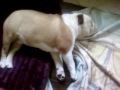 Benny the Bulldog Sleeping