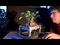 Pruning My Ginseng Ficus Bonsai, The Bonsai Zone, Dec 2020