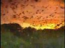 Bracken Cave Bat Emergence