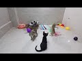 Funniest Cats And Dogs Videos 2024😿You Laugh You Lose 🐶