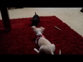 Chihuahua puppies playing together