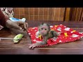 1rst Day Newborn Baby Monkey Weakness & Have C0rd In New Home