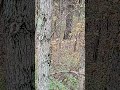 Doe and Fawn #nature #whitetails #whitetailbuck #whitetaildeer #deer #wildlife