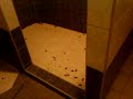 Tons of Cockroaches after flood