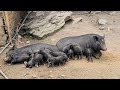 Full video 100 days: A 5-year journey of raising pigs in the forest, Isolated life