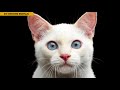 As 10 Raças de Gatos Mais Perigosas do Mundo