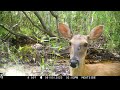 Florida Trail Camera Pickup: Creek of the Bears and Bobcats