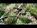 The Forgotten Forest Primeval - Rediscovering Mt Sunapee's Old Growth