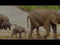 Amazing Wild Animals of Chobe NP, South Africa - 8K HDR Scenic Film with Music & Nature Sounds