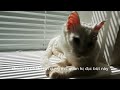 Animal Amour - Cats and Their Special Role in Our Lives - #shorts #animals #cats