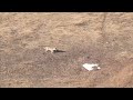 30 Coyotes Down With The 22-250 Suppressed.  (EPIC 4K KILL FOOTAGE)