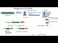 Gene silencing by microRNAs | miRNA biogenesis | miRNA mechanism | Gene silencing by miRNAs