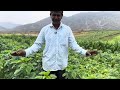 गरीब किसान को झट से अमीर बनाने वाला खेती मॉडल | Profitable farming | Smart farming | Sabji ki kheti