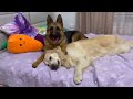 How the Golden Retriever and the German Shepherd Became Best Friends [Compilation]