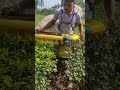 Tea cutting machine||#tea #youtubefeed