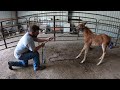 Training A Foal To Lead - The First Lesson