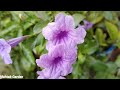 How To Grow And Care Maxican Petunia Flower Plant Maxican Petunia May June Care Tips Urdu/Hindi