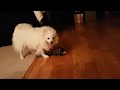 How American Eskimo Dog Reacts when I get home