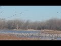 Platte River Sandhill Cranes