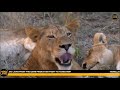 Safari Live : The Nkuhuma Pride on drive this afternoon/evening with James  May 05, 2018