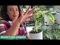 Entire Houseplant  Collection Tour| Spring 2024| Common, Uncommon & Rare