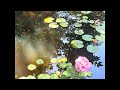 20240626 真实的水流声最减压。Real sound of my Monet Garden🪷#DIY #FishPond 梦想成真的莫奈花园，红色睡莲🪷花开正艳🐟 #玫瑰花園