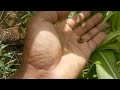 Dengan Insektisida ini... Hama Ulat Grayak Di Tanaman Jagung Bisa Cepat Mati,