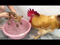 The rooster carefully observed the process of the kitten taking a bath.Cute and interesting animals