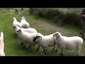 Brilliant Sheep Herding Demonstration Using Border Collies
