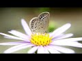 Butterfly Oasis 🦋 God's Grace in Flight Relaxing Video Compilation