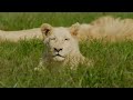 Our Planet  4K African Wildlife   Great Migration from the Serengeti to the Maasai Mara, Kenya