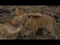 Top 20 cutest baby lions in the world.(11-9) [African Safari Plus⁺] 186