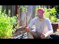 Growing ZUCCHINI Intensively At Home for Maximum Yield and Plant Health | Step-by-Step Guide