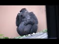 About Why Silverback gorilla has been ill. And About Female Gorilla Genki. | Kyoto Zoo