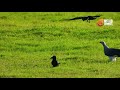 Crows Attack an Eagle to Steal Food | Wild Animals Sri Lanka