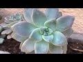 MOST COMMON SUCCULENT LEAF PROPAGATION MISTAKES