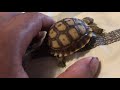 Baby sulcata tortoise UNBOXING!! ( underground reptiles unboxing)!!!