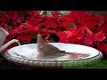 BirdBath Video for Pets and People Enjoy with Water Fountain and Bird Sounds #CatTV