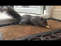 Happy little squirrel 🐿 part 2